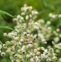 dry white flowers