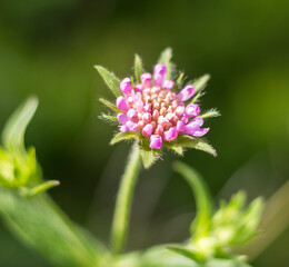 small purple flower..