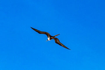 Fregat birds flock fly blue sky clouds background in Mexico.
