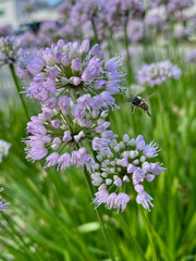 busy bee making its rounds