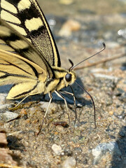 Butterfly Papilio machaon on the ground