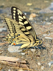 Butterfly Papilio machaon on the ground