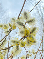 pussy-willow on a background of blue sky in winter