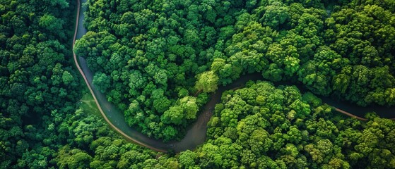 Tranquil Aerial View of Serene Lush Green Forest with Winding Path in Nature Paradise