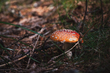 beautiful fly agaric in a mountain forest at a autumn morning