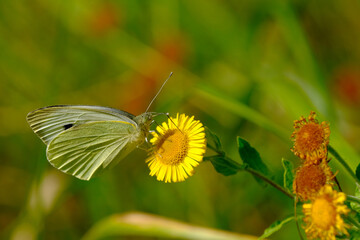 White butterfly on a yellow flower 