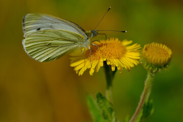 White butterfly on a yellow wildflower