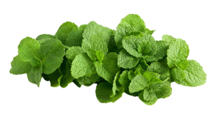 Fresh Green Mint Leaves.