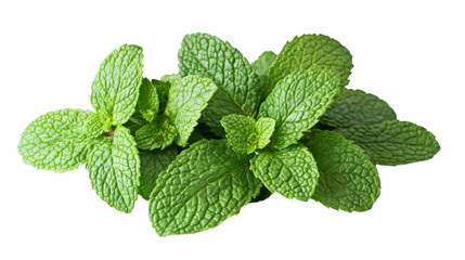 Fresh Green Mint Leaves.