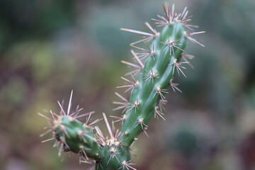 kaktus Cylindropuntia imbricata cv. Stürzer