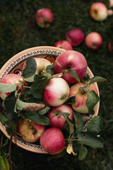 Ripe pink apples on a plate against a backdrop of dark grass. Contrasting image. Selective focus.