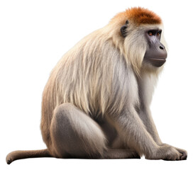 Fototapeta premium PNG Monkey wildlife mammal animal.