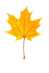 Autumn yellow leaves with veins texture isolated on white background, vivid colored maple tree leaf. Beautiful autumnal design botanical object, close up fall foliage minimal aesthetic nature