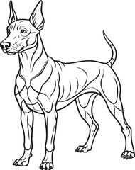 Dobermann Drawing Black and White Illustration for Coloring Pages