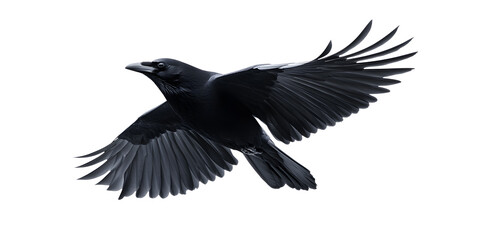 Fototapeta premium Beautiful black raven, crow in flight isolated on white background