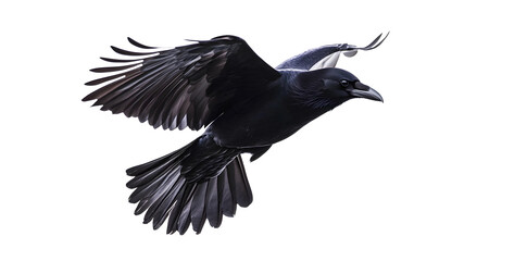 Beautiful black raven, crow in flight isolated on white background