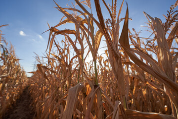 Drought corn field in summer