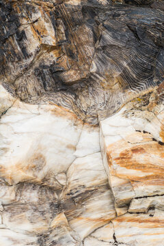 Petrified Wood Textures from Gingko Petrified Forest