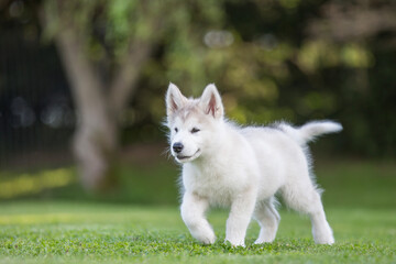 Alaskan malamute © Michal Przystas