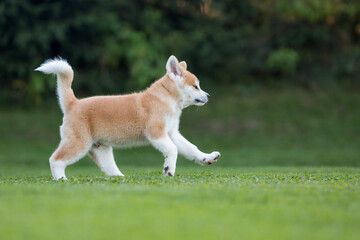 Akita Inu © Michal Przystas