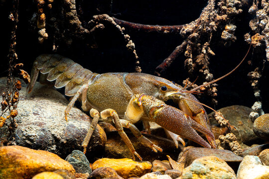 Austropotamobius pallipes in its natural freshwater habitat