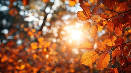 Autumn background with orange fall leaves. Garden scene on fall season with bright shiny sun ray and maple tree
