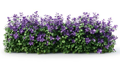 Naklejka premium Splashes nature lavender flowers purple flower on white background.