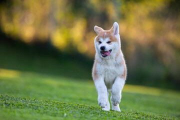 Akita Inu © Michal Przystas