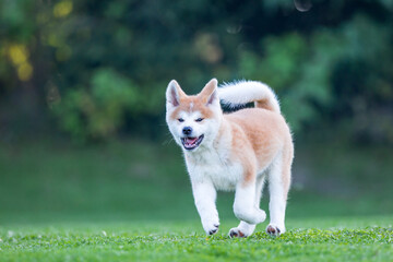 Akita Inu © Michal Przystas