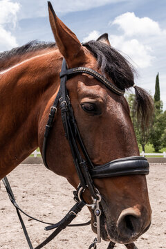 Horse with a bridled face at an equestrian center