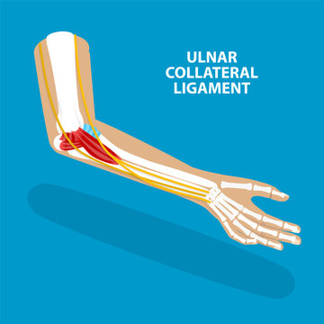 3D Isometric Flat Vector Illustration of Ulnar Collateral Ligament, UCL Structure