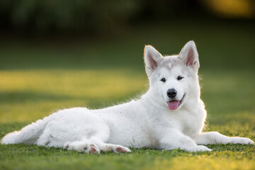 Alaskan Malamute