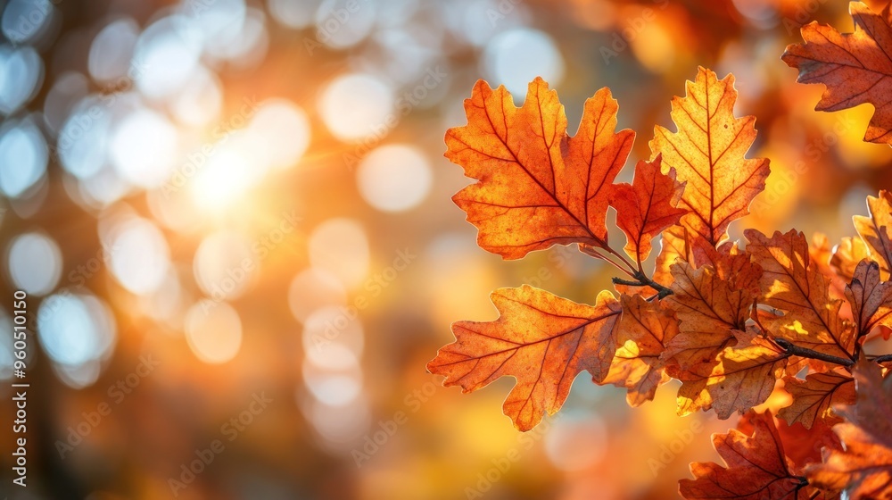 Wall mural autumn background with orange fall leaves. garden scene on fall season with bright shiny sun ray and