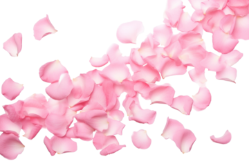 PNG Falling pink rose petals backgrounds flower plant.