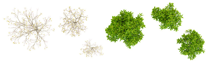 3d rendering of edgeworthia paperbush trees on transparent background from top view