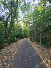 Fototapeta premium Naturpfad durch ein kleines Waldareal in Babelsberg, einem Stadtteil von Potsdam