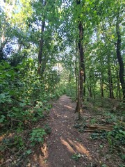 Naturpfad durch ein kleines Waldareal in Babelsberg, einem Stadtteil von Potsdam
