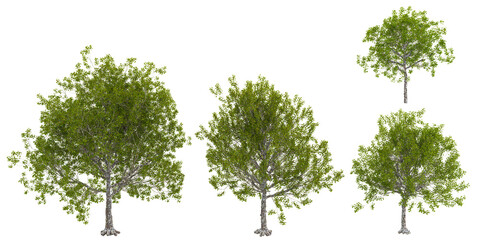 American sycamore trees isolated on white background