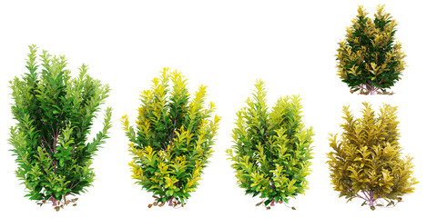 collection of Florida susshine anise shrub plants isolated on white background