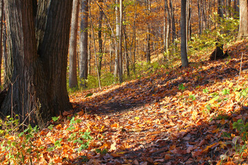 Kickapoo State Park Illinois Landscape