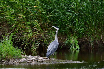 Great blue heron ardea cinerea, river Suir, Carrick-on-Suir, Co.Tipperary, Ireland