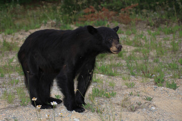 Schwarzbär / Black bear / Ursus americanus.