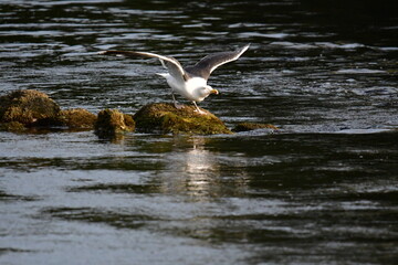 Seagull in flight, river Suir, Carrick-on-Suir, Co.Tipperary, Ireland