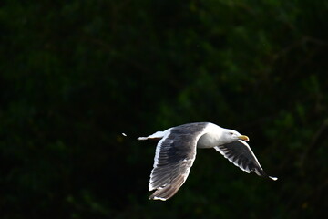 Seagull in flight, river Suir, Carrick-on-Suir, Co.Tipperary, Ireland