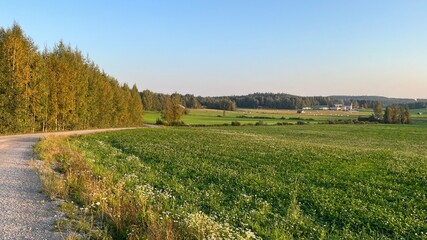 Country road and field