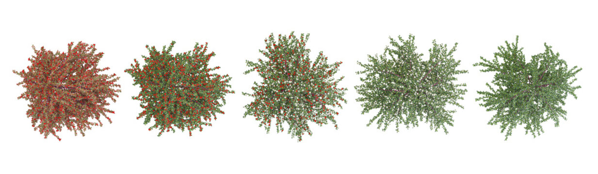 set of Coral beauty cotoneaster trees on transparent background from top view