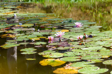 Blooming pink water lilies or Nymphaea in shallow water.