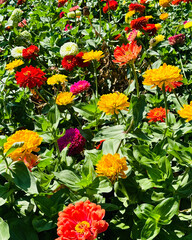 Photograph of red, yellow, white, orange, and purple zinnia flowers with leaves