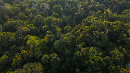 Peruvian Amazon rainforests, aerial photos taken with drone of the Amazon, biodiverse forests, with...