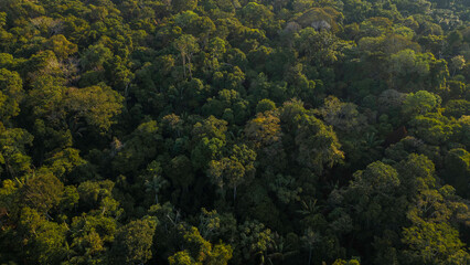 Peruvian Amazon rainforests, aerial photos taken with drone of the Amazon, biodiverse forests, with...